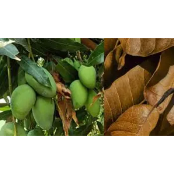 Green Dry Mango Leaves